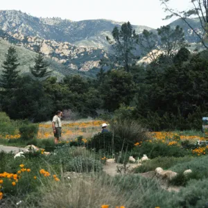 Artist in Garden