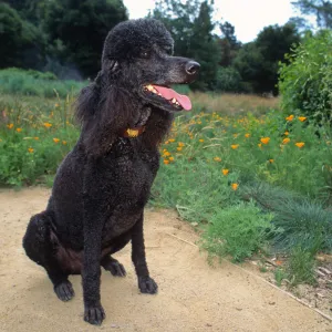 Visitors in the Garden, Sophie