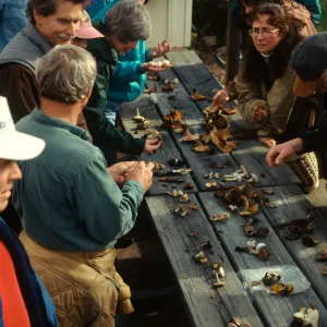 Mushroom Class, Bob Cummings