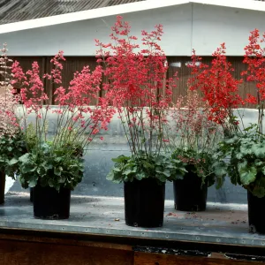 SBBG Heuchera cultivars