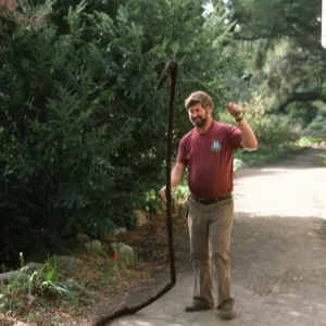 David Leaberry, Arroyo Section, SBBG