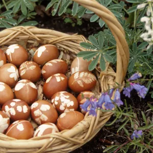 Eggstravaganza 1996