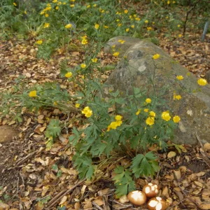Eggstravaganza 1996