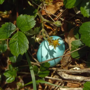 Egg Hunt 2001