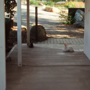 Bunny