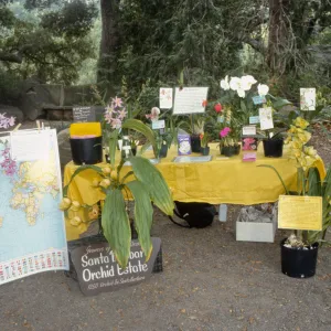 Wildflower Day 1992