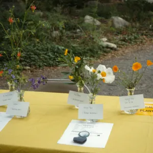 Wildflower Day 1992