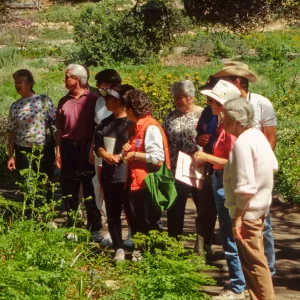 Wildflower Day 1994
