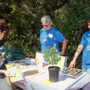 Wildflower Festival 1995