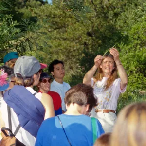 Wildflower Festival 1995