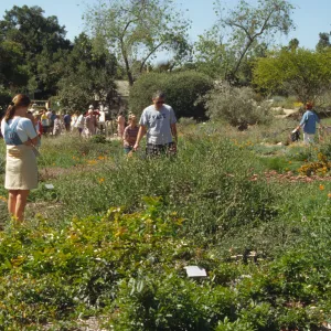 Wildflower Festival 1996