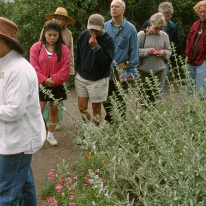 Wildflower Festival 1997