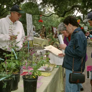 Wildflower Festival 1997