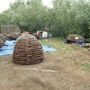 Big Bugs