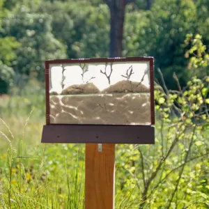 Big Bugs, ant farm display in the Meadow