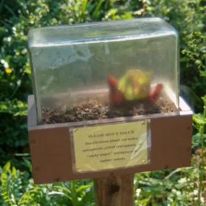 Big Bugs, insectivorous plants exhibit at the Assassin bug display