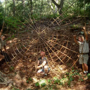 Big Bugs Spider Installation