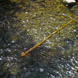 Big Bugs Damselfly