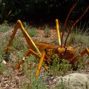 Big Bugs Grasshopper