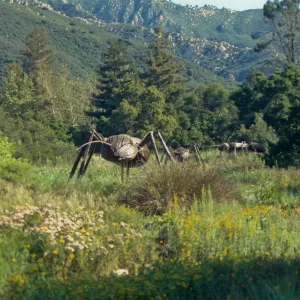 Big Bugs Ant installation