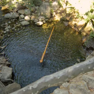 Big Bugs Damselfly installation