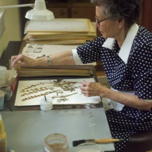 Louisa Long 1975 Herbarium