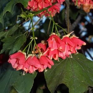 Dombeya cacuminum, Alice Keck Park Memorial Garden