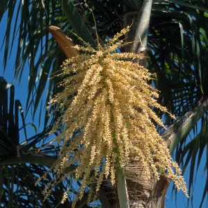 Syragrus romanzoffiana, Haley Street at Laguna