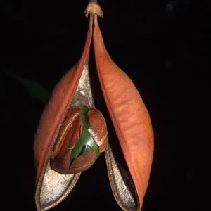 Castanospermum australe, Pacifica Suites, Goleta