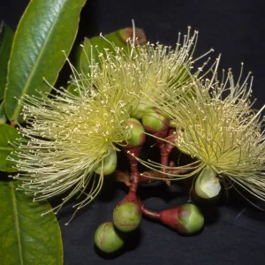 Syzygium jambos, Santa Barbara City College