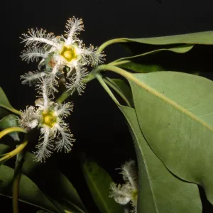 Lophostemon confertus, West Alameda Plaza