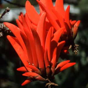 Erythrina lysistemon, La Vista Road