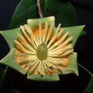 Lriodendron tulipifera, Paseo Tranquillo