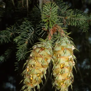 Psuedotsuga macrocarpa, SBBG