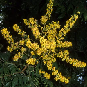 Koelreuteria bipinnata, Gillespie Street