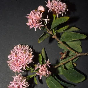 Dais cotinifolia, Lower Orpet Park