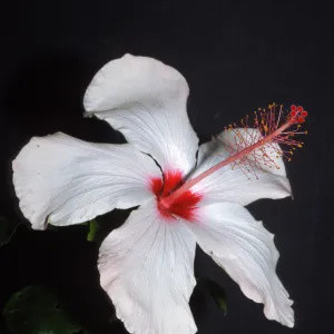 Hibuscus rosa-sinensis, East De La Guerra Street