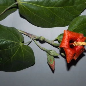 Hibiscus elatus, Franceschi Park
