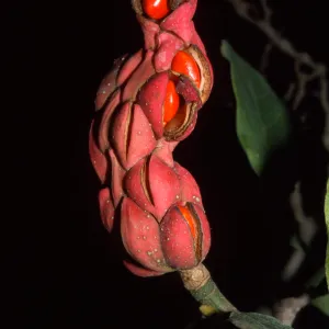 Magnolia x soulangeana, Alice Keck Park Memorial Garden