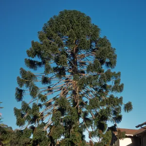 Araucaria bidwilli, Junipero Plaza