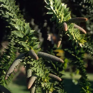 Araucaria bidwilli, Junipero Plaza