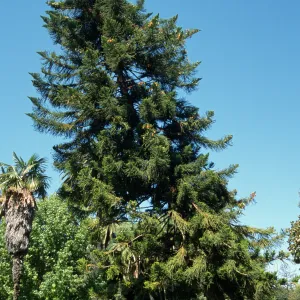 Araucaria columnaris