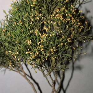 Callitris rhomboidea, Co. Admin. parking lot, E. Victoria St.