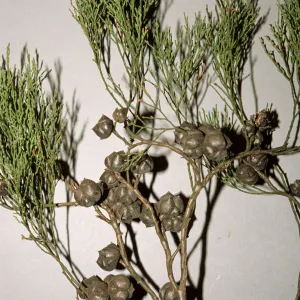 Callitris rhomboidea, Co. Admin. parking lot, E. Victoria St.