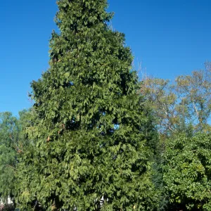 Calocedrus decurrens, 200 Calle Manzanita