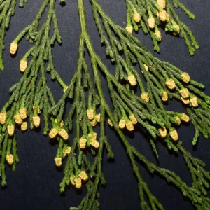 Calocedrus decurrens, Lotusland