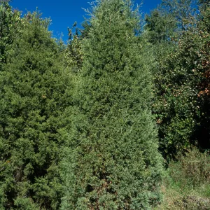 Cupressus arizonica