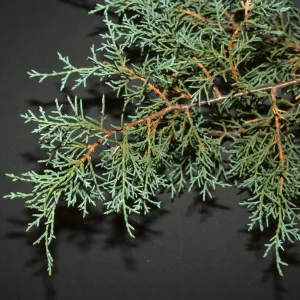 Cupressus arizonica