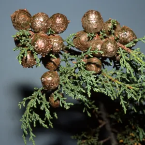 Cupressus goveniana