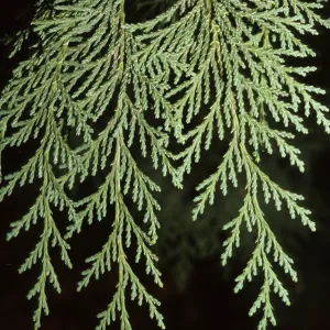 Cupressus lawsoniana
